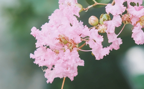 清明节哀悼优美句子